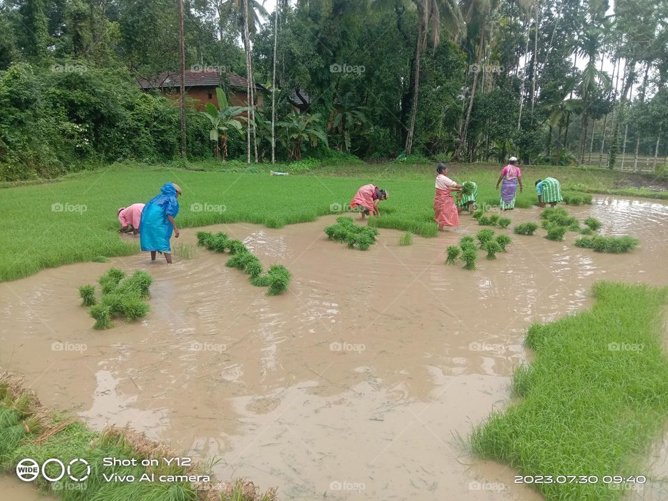 Agricultural field, in india . Greenary world