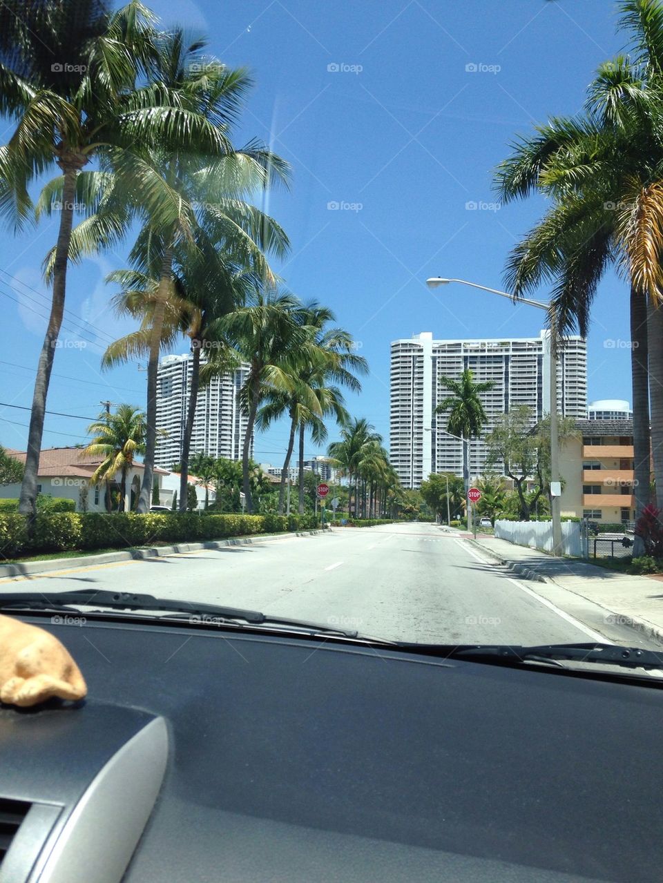 Driving through the awesome palms