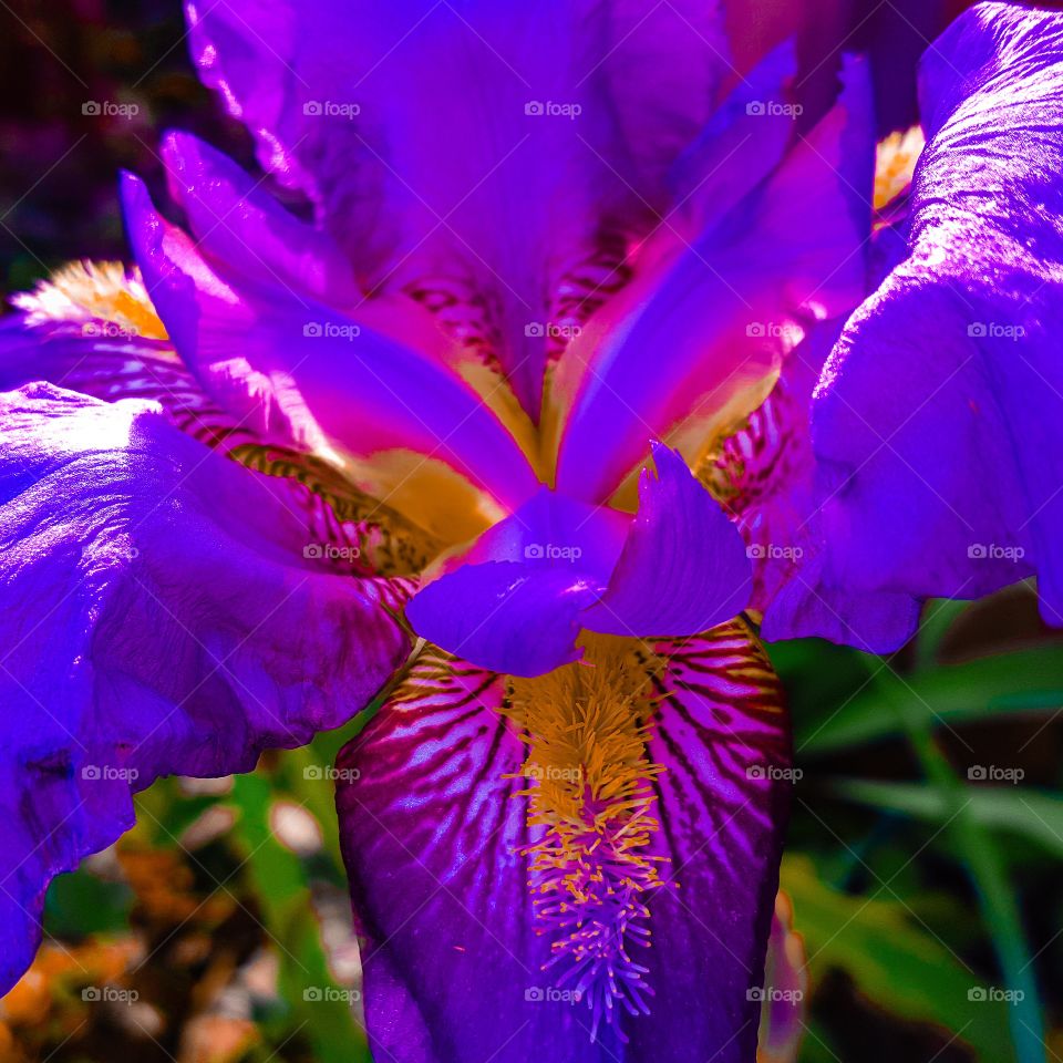 Blazing Iris- A close up of an iris tweaked to bring out the beautiful patterns and textures.