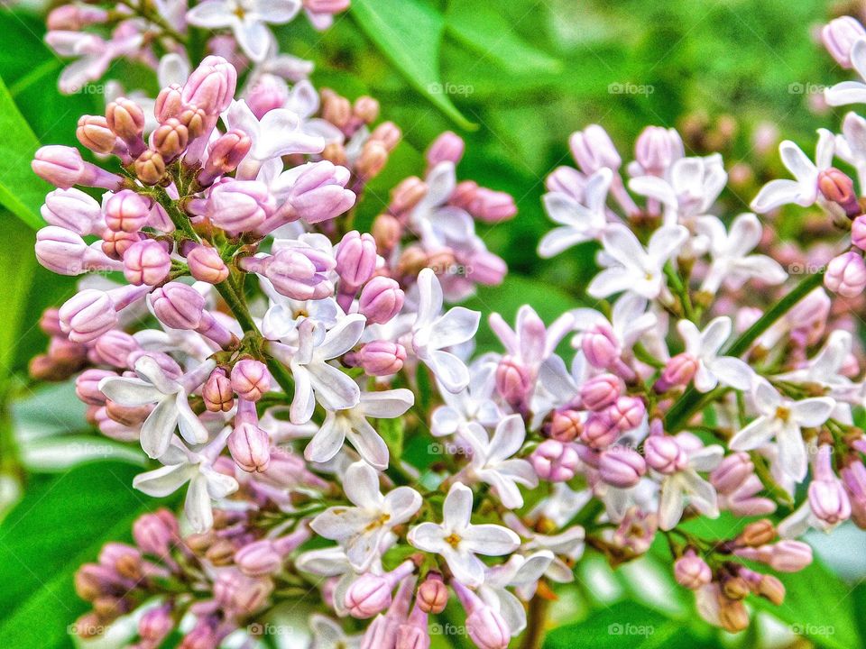 Spring lilacs...