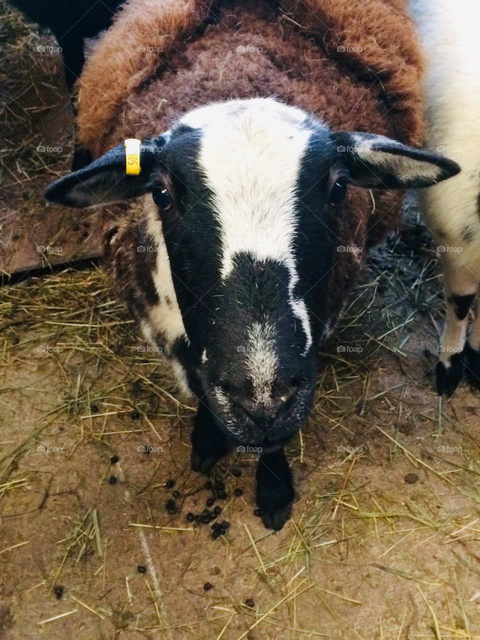 Mama sheep