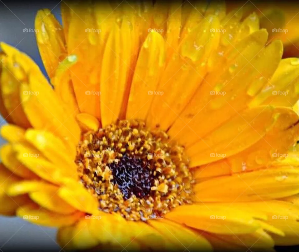 Yellow flower