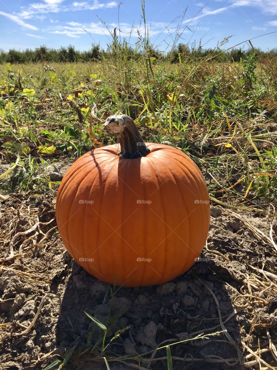 Single lonely orange pumpkin already picked and ready to be carved for Halloween 