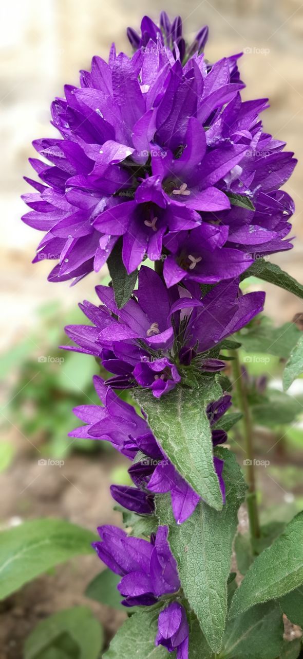 purple garden flowers, place Galibabinac, Serbia