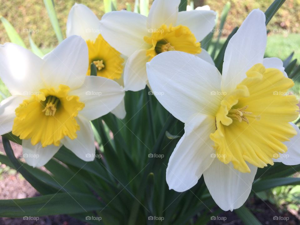 Daffodils 
