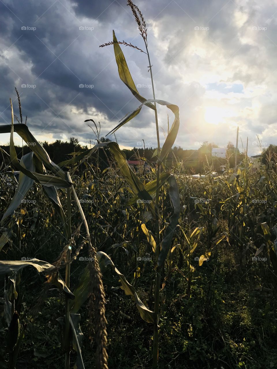 Natural Light during the fall of a corn field in Honesdale, Pennsylvania USA