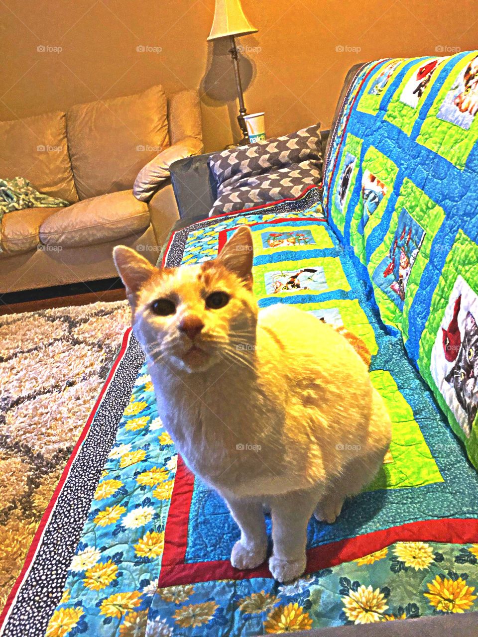 Kitty on cat quilt