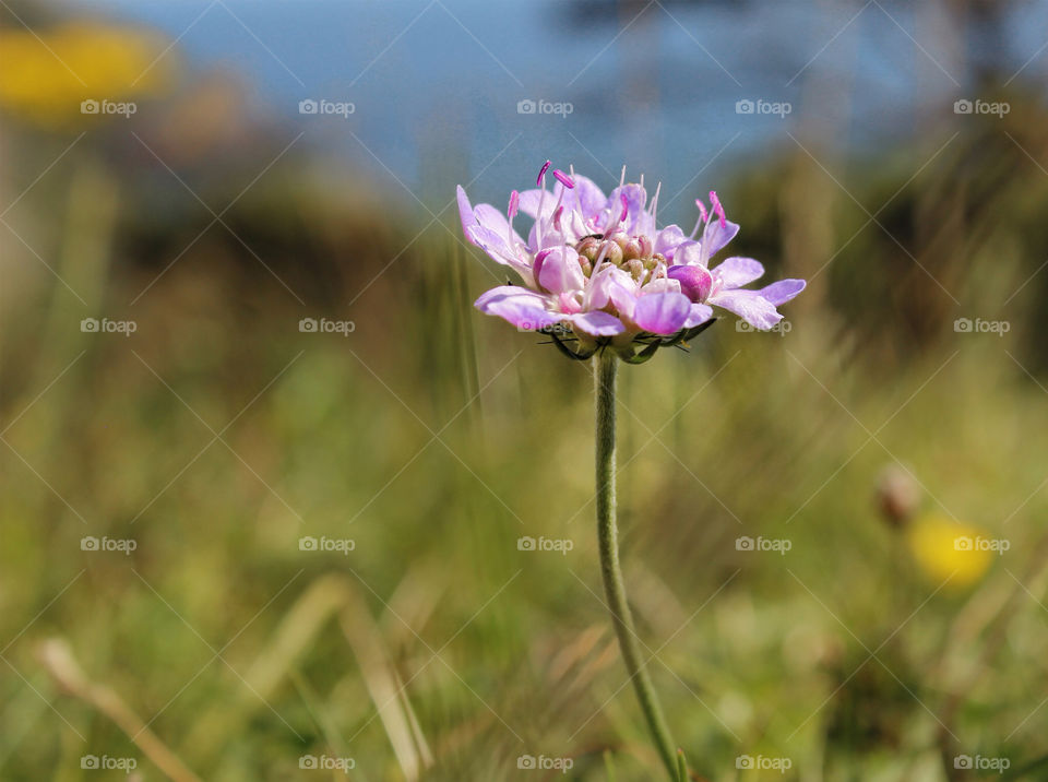 flowers plants pink summer by chris7ben