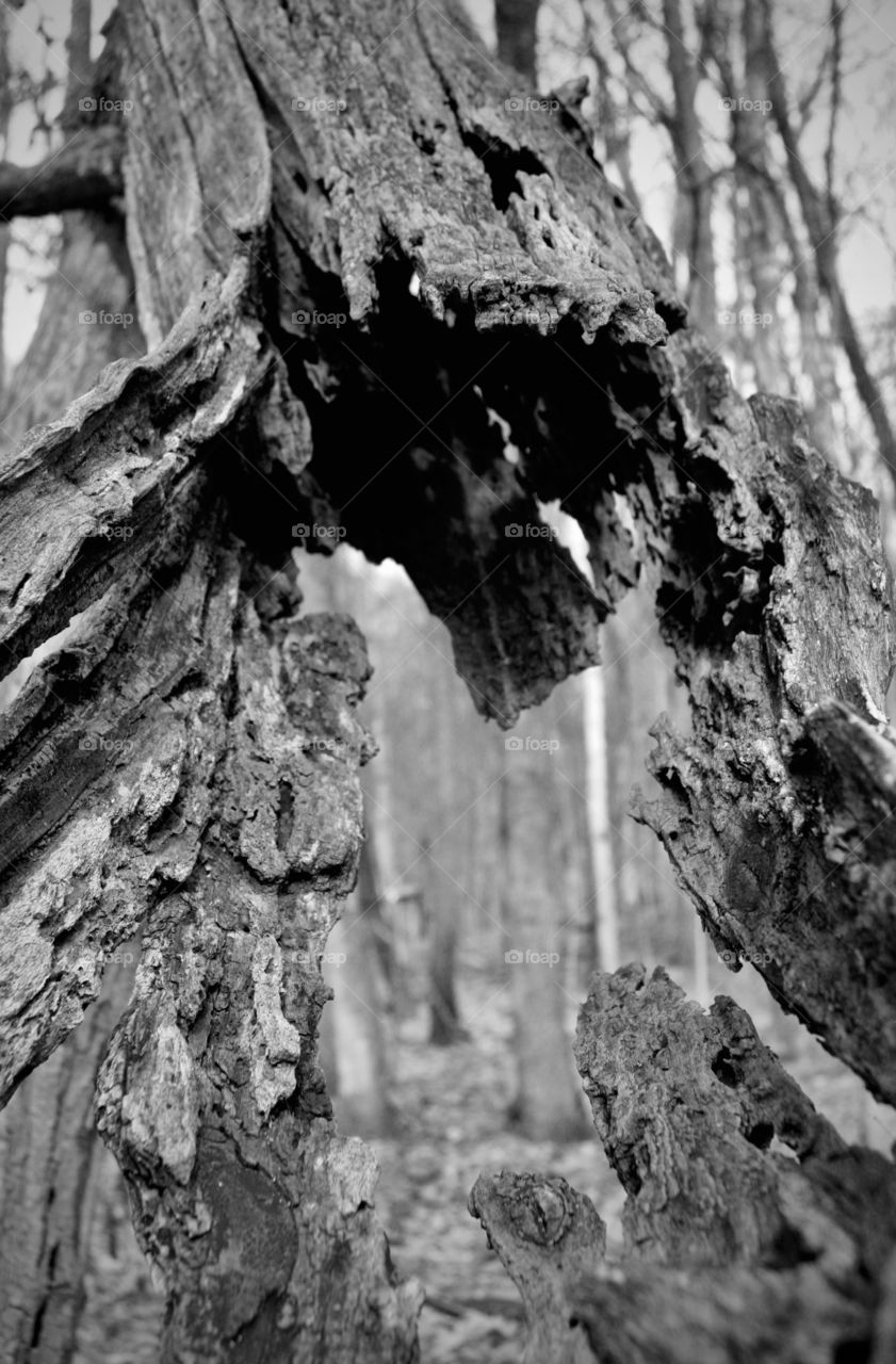 An old tree that has rotted out from the middle