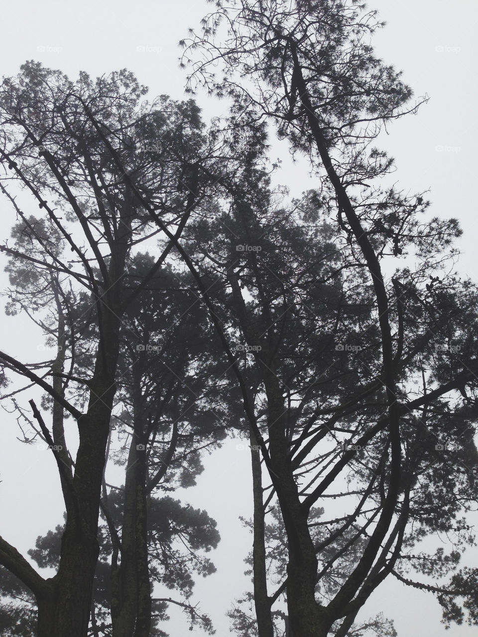 FOGGY GREY TREES