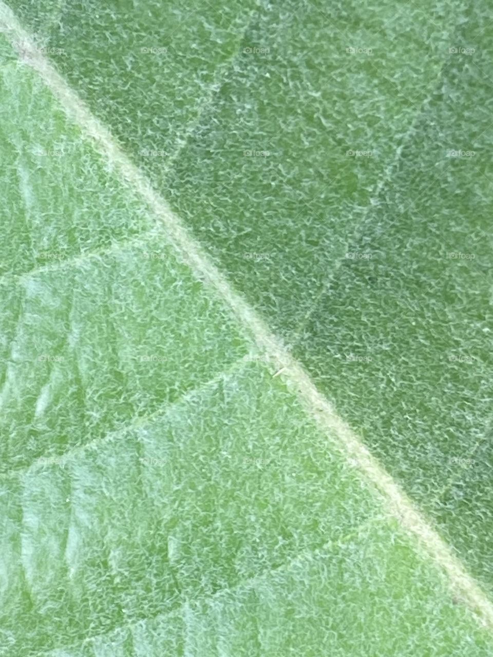 Folha verde único com veios brancos. Folha macro com aspecto aveludado.