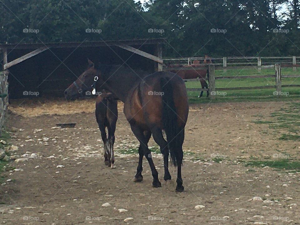 Mare with her foal France