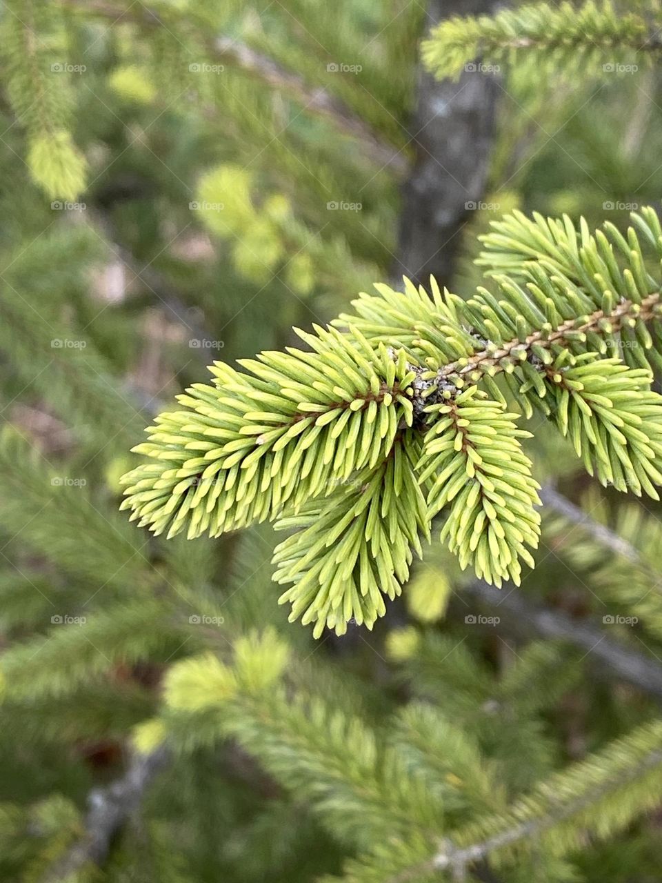 Pine tree 
