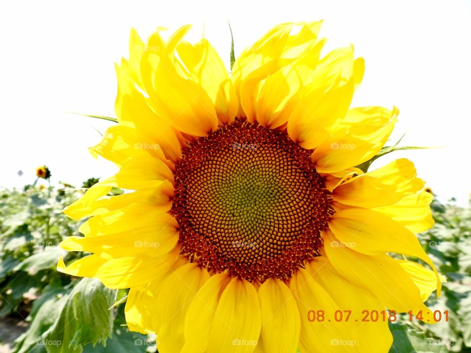 Sunflower trip 