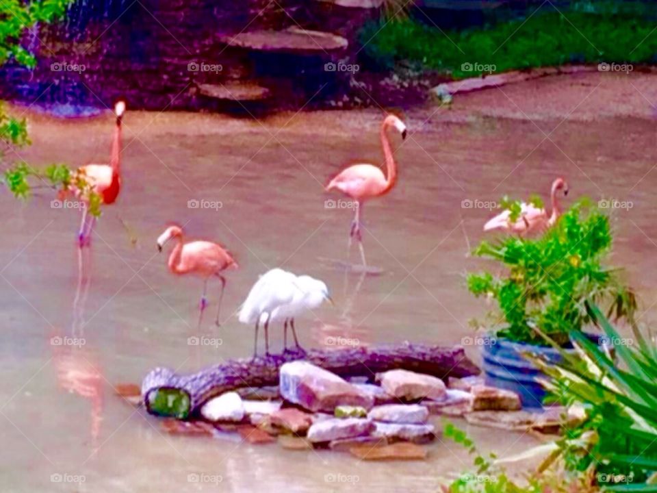 Pink flamingos 