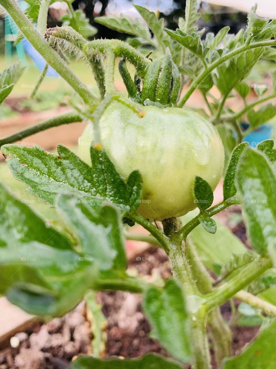 A homegrown tomato, you're never going to taste anything like it. There is nothing close to it, the sweetness.~Marc Gasol