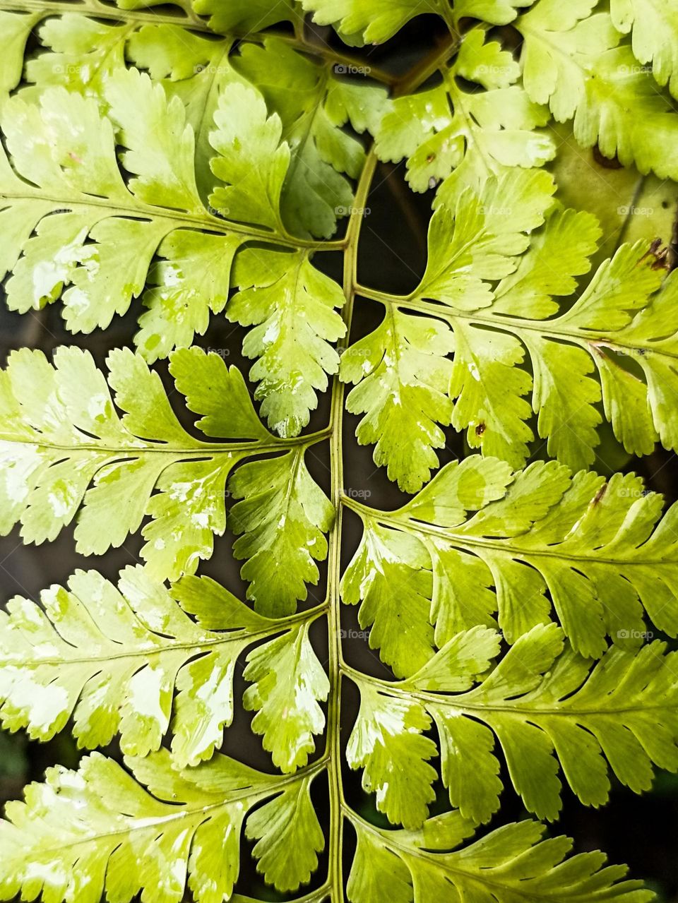 Close-up view of lush green leaves with clear texture and detail. These leaves have a unique shape and texture, with a complex structure and fine lines