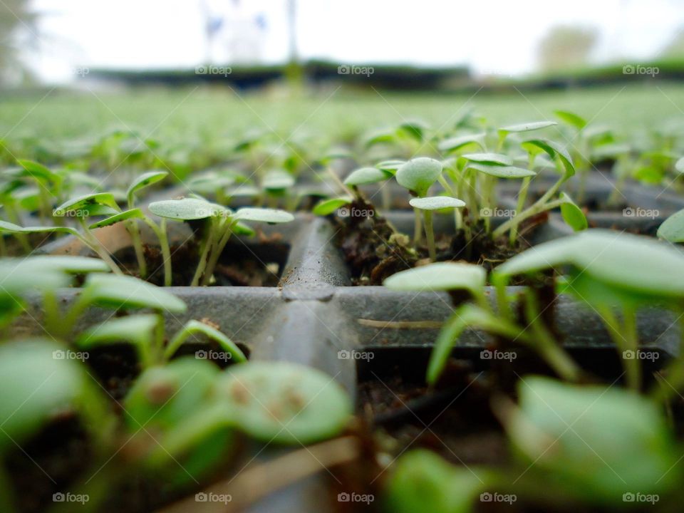 arugula plantation field