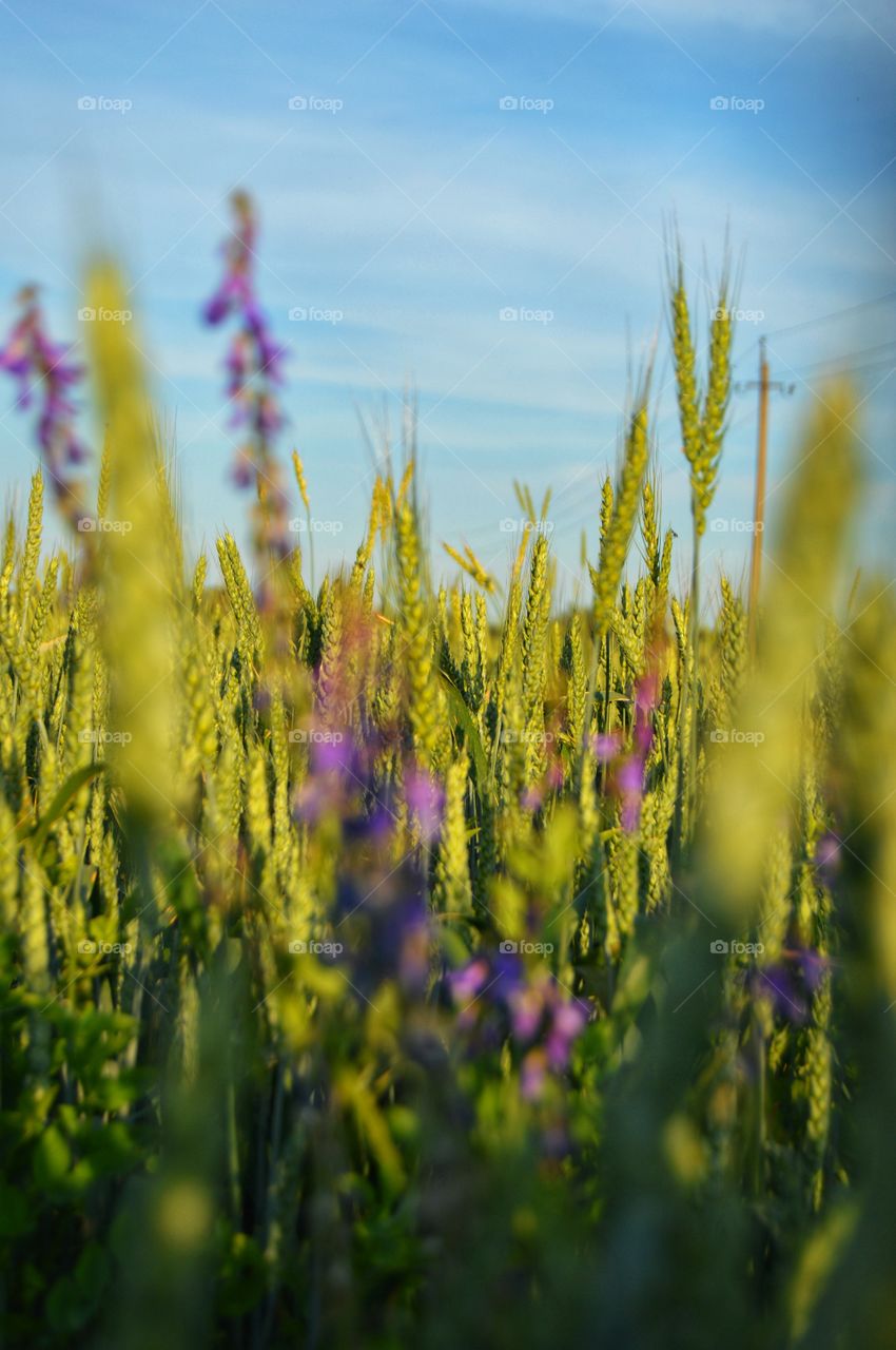 Flowers are the decoration of the earth. Flowers are the decoration of summer. Without flowers, earthly life would lose its charm altogether. Flowers are the smiles of the sun...