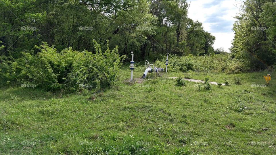 Green overgrowth shrouding Gas Line