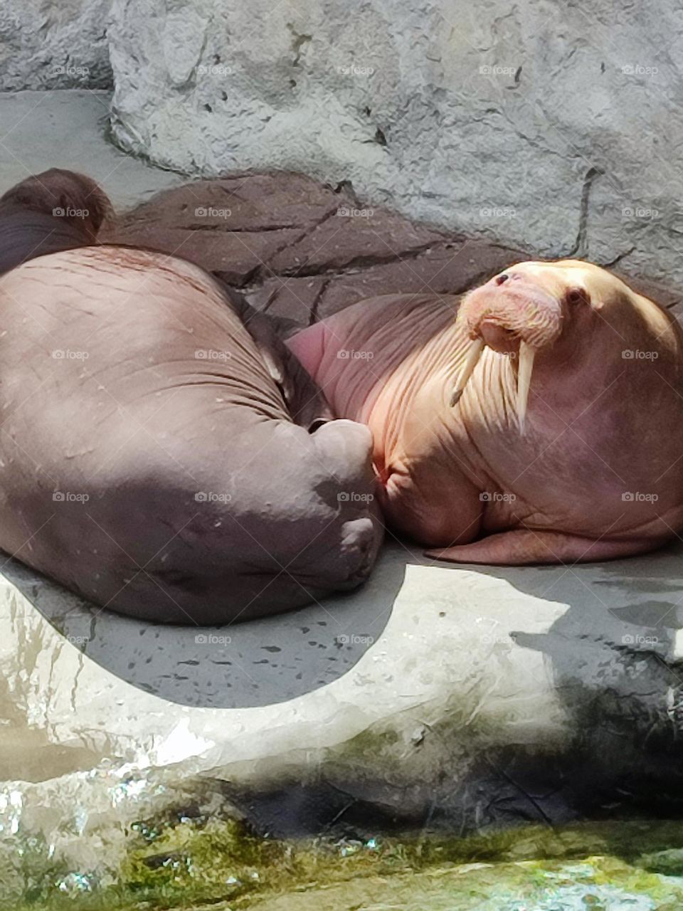 Photo of a couple of elephant seals
