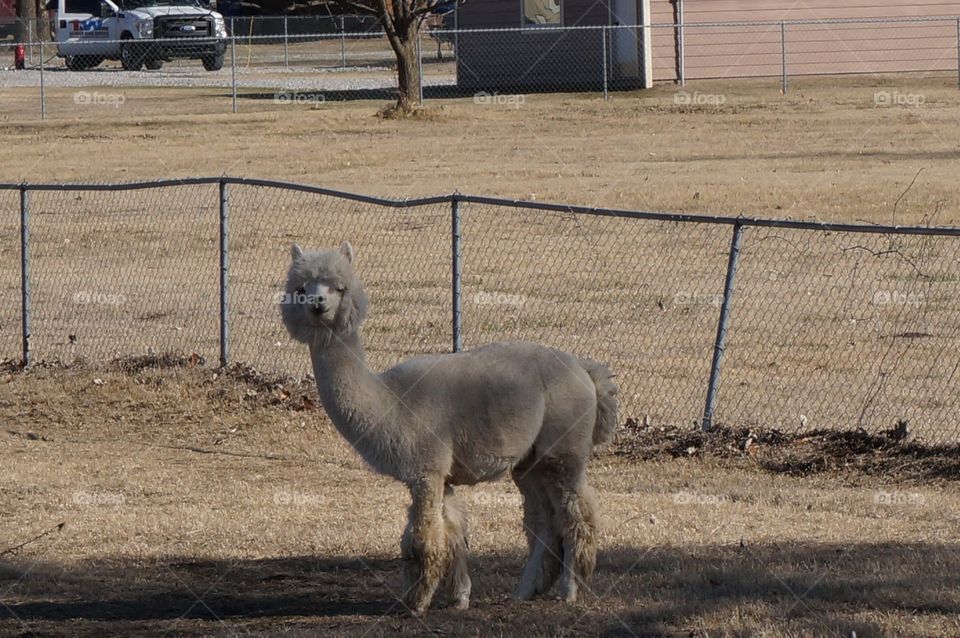Furry alpaca standing in a fenced field looking at the photographer.