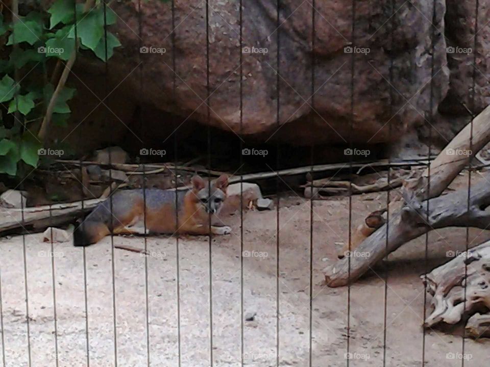 fox zoo