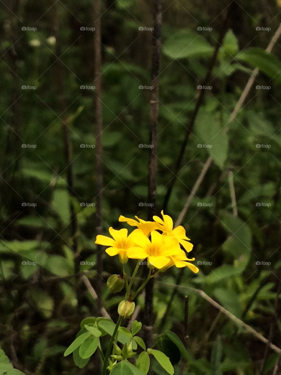 Nas flores amarelas vejo fé e nas folhas verdes esperança. Que sejamos como essa imagem cheios de fé e esperança...🌼