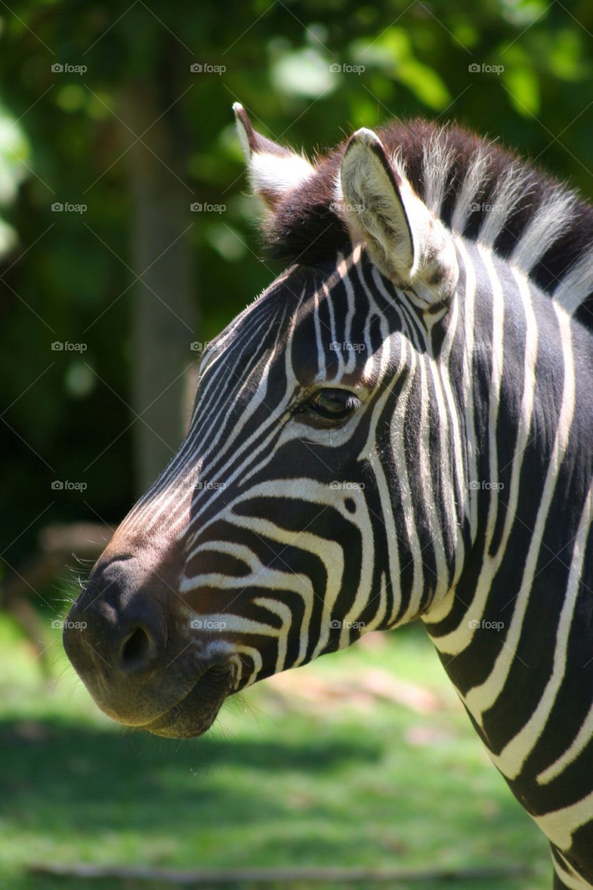 Zebra in the zoo