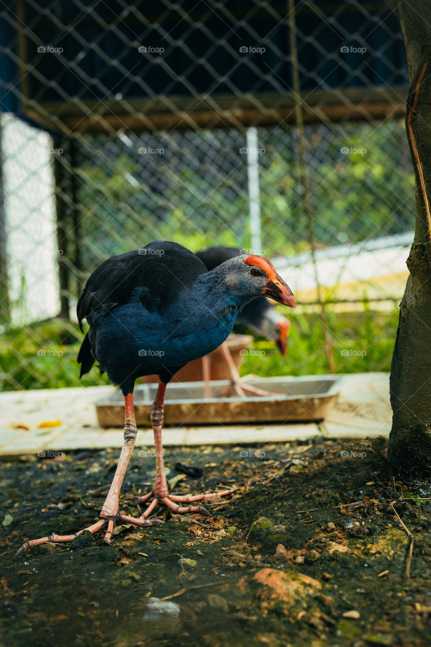 pheasant bird at the zoo