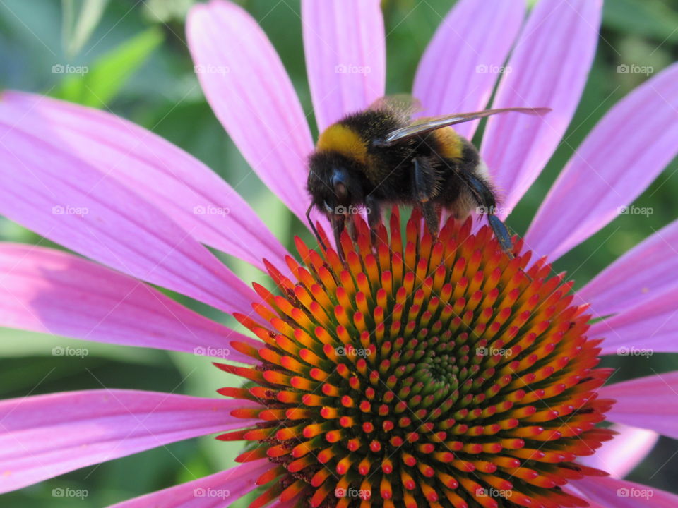 Echinacea purpurea with bee