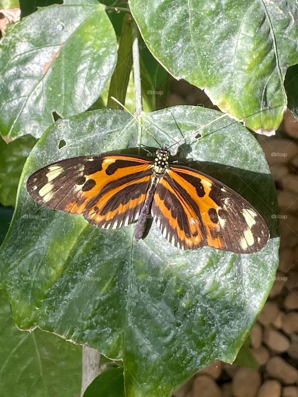 Borboletas, Butterfly 
