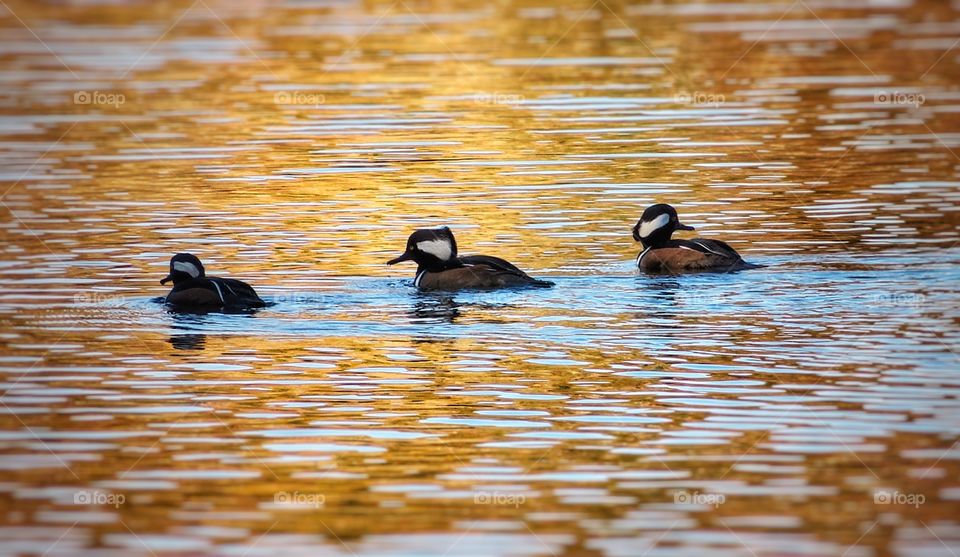 Hooded Merganser St-Bruno Quebec