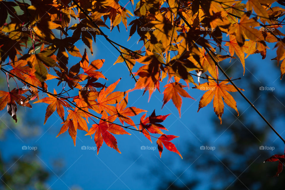 Close-up of autumn leaves on branch