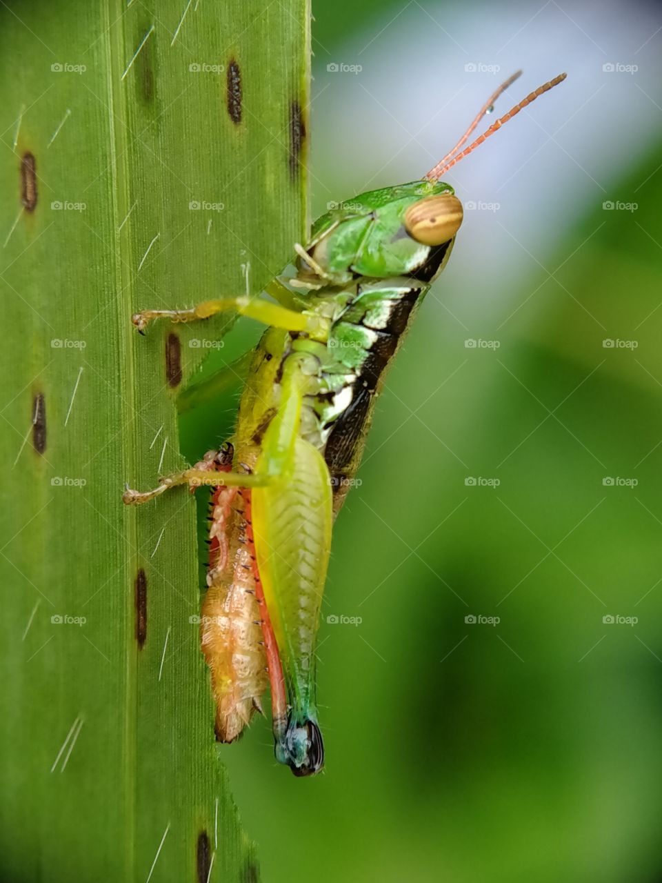 A rainbow grasshopper is perched on a leaf. Look at the colors of the body! So pretty.