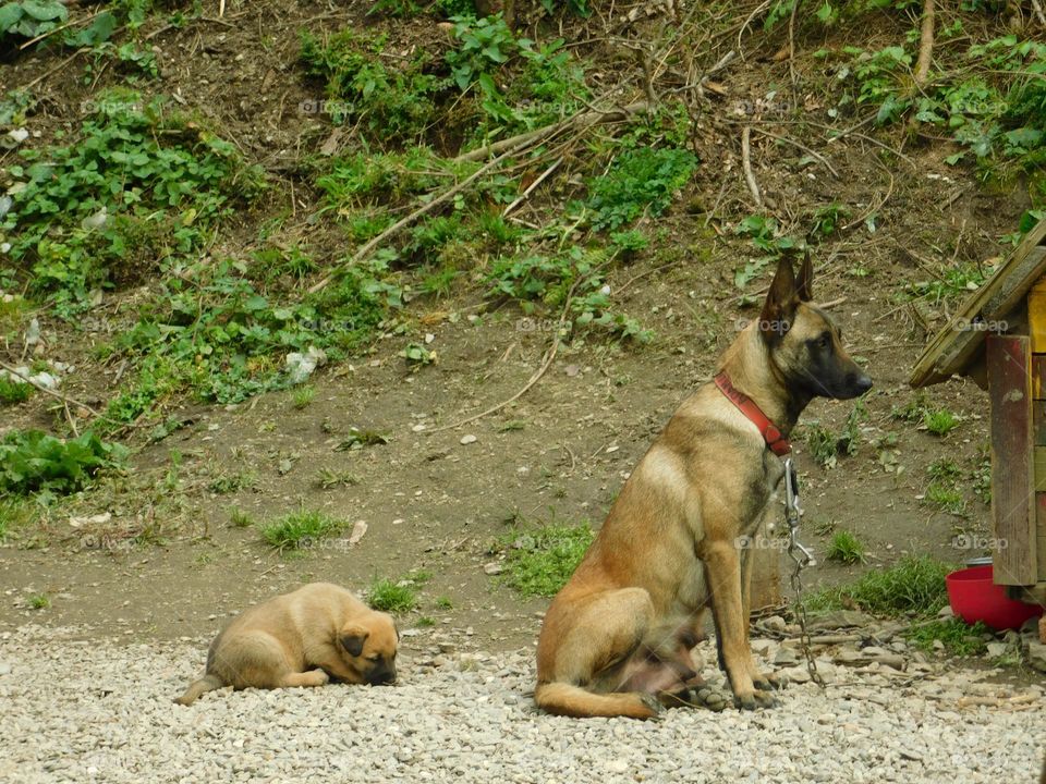 Pup and mom