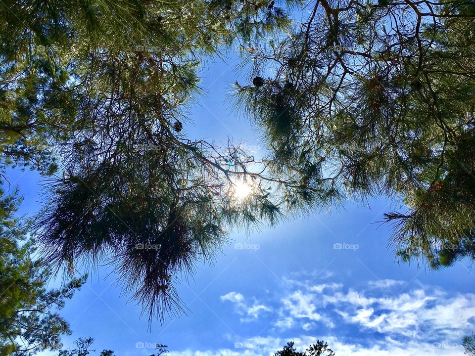 Sunrise between eucalyptus trees