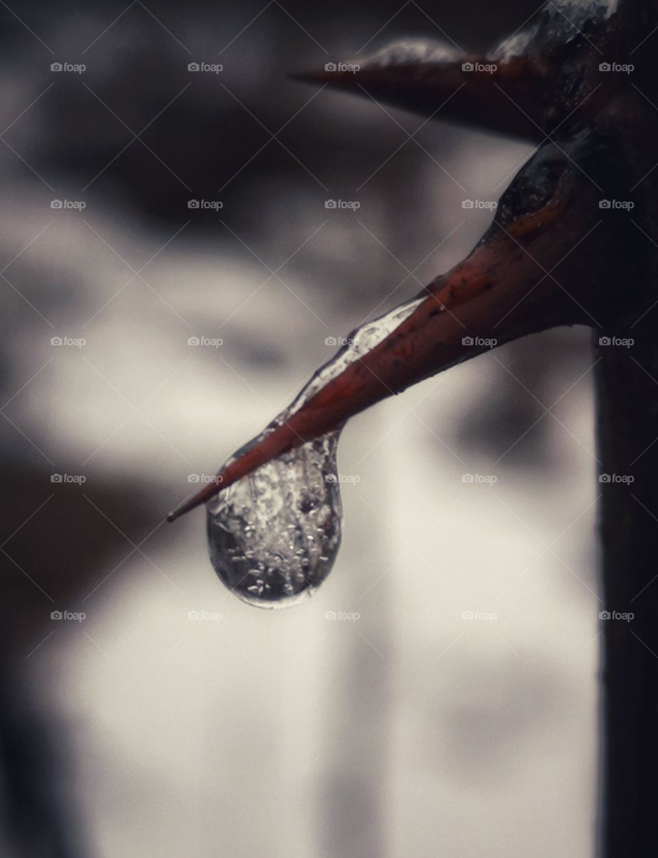 Frozen drop on acacia needle