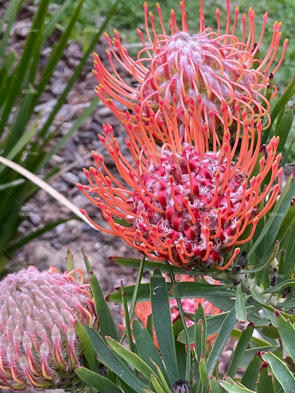 Garden Flowers