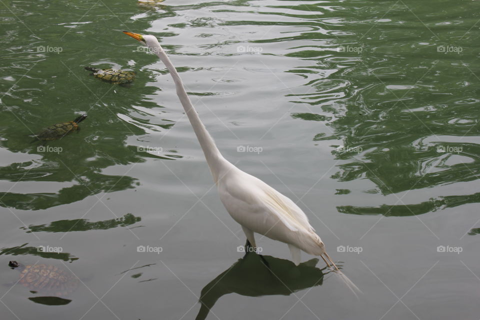 Fish hunter. Egret and turtles in pond