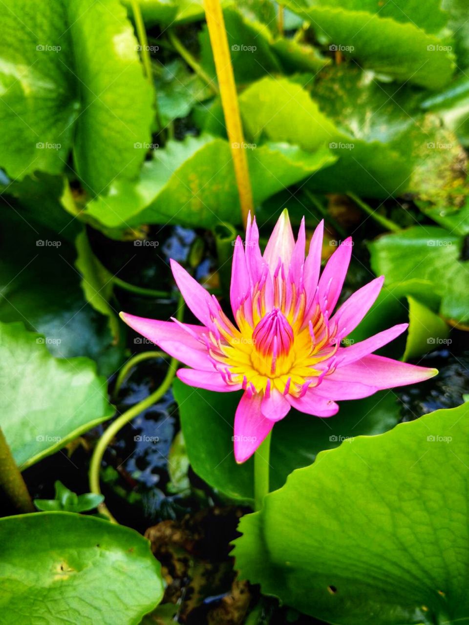 pink lotus in the pond.