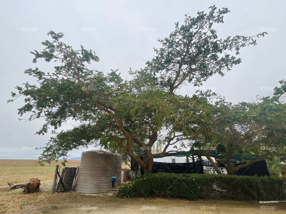 Thorn Tree - Bushveld
