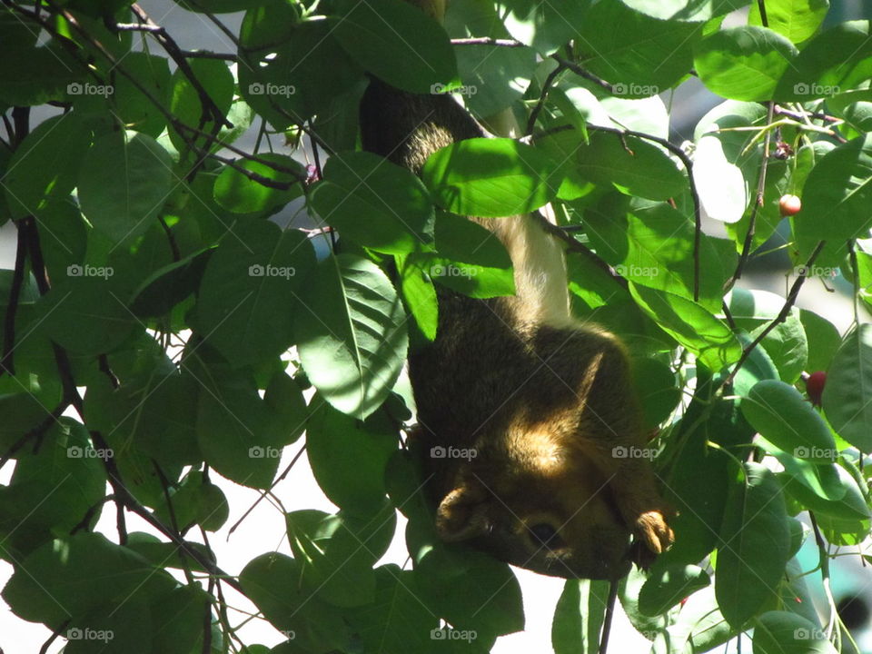 squirrel in the tree upside down