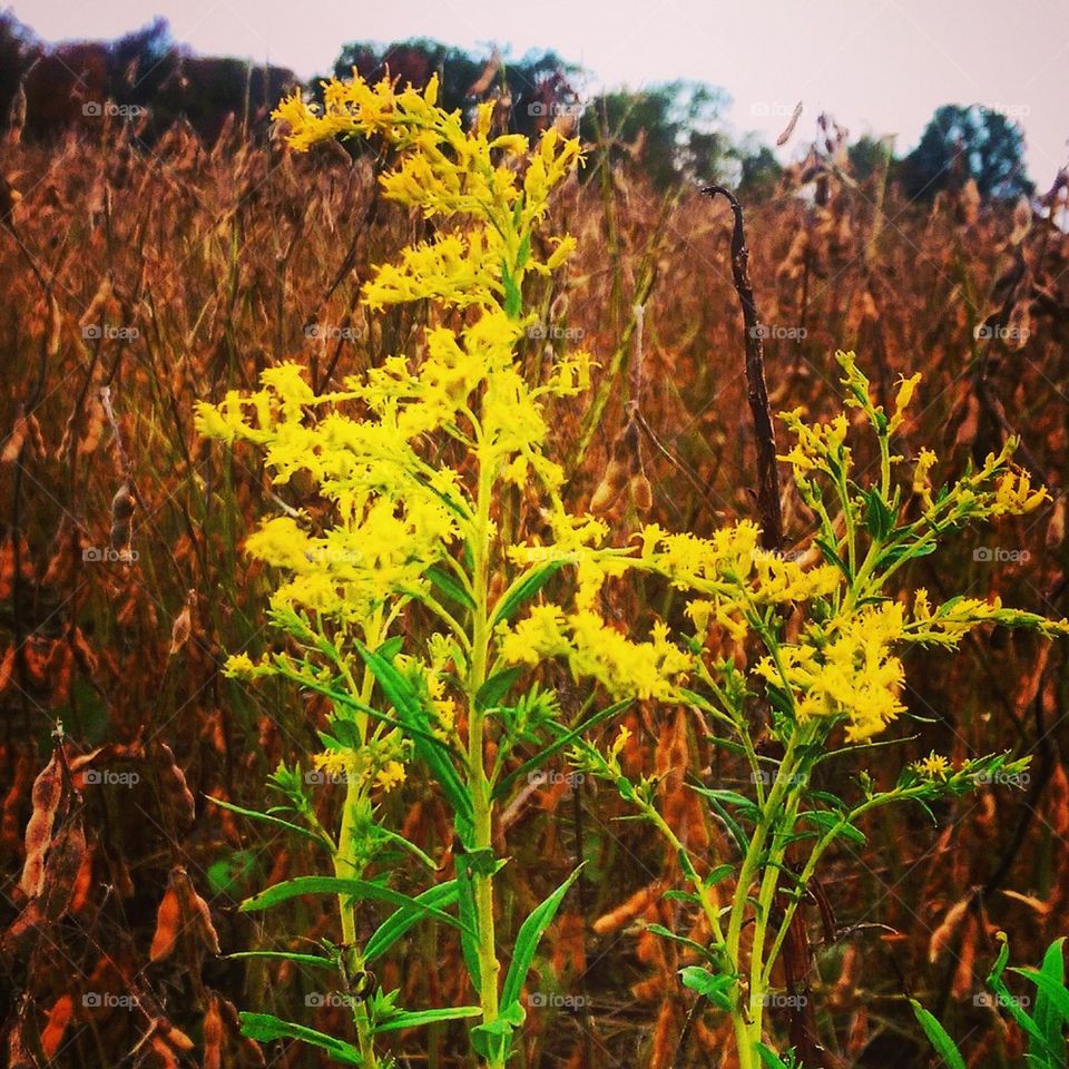 Goldenrod 