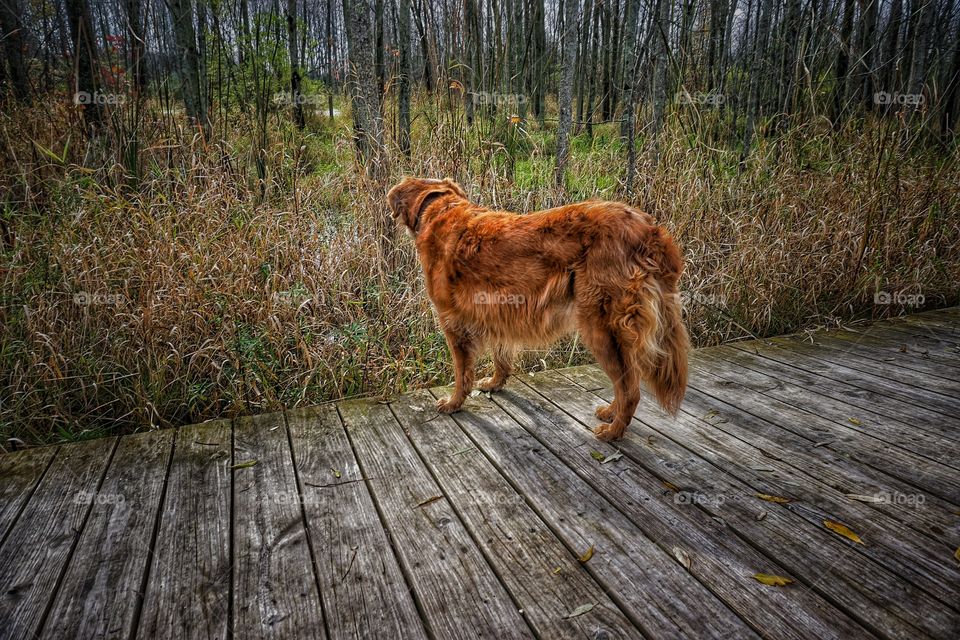 High angle view of dog