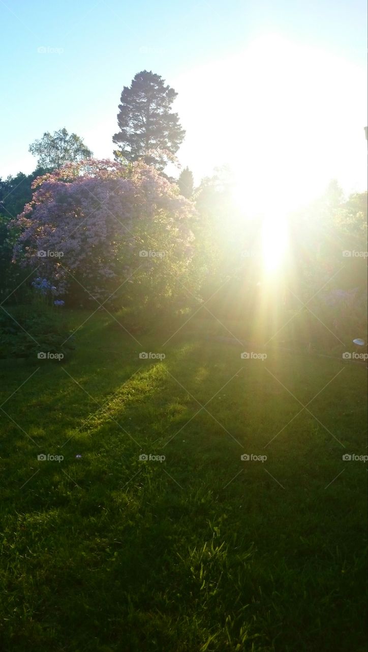 sunrays in a green garden