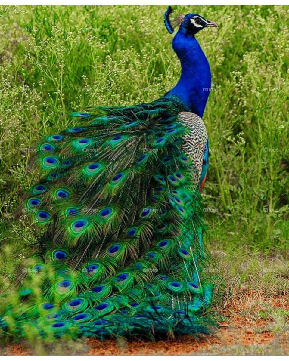 Peacock
