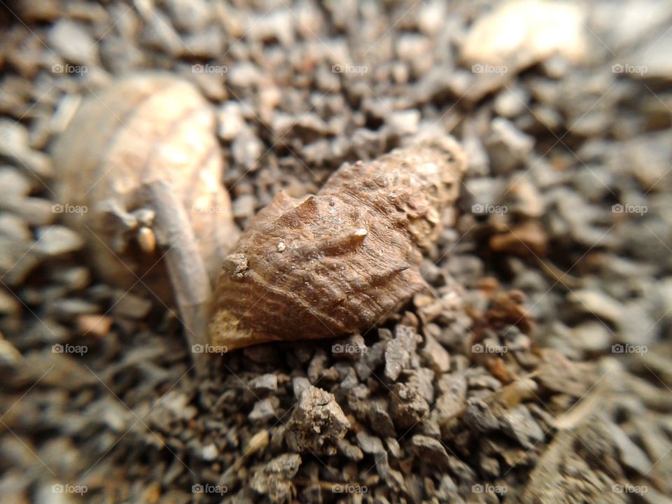 dry shell. dry shell on the ground