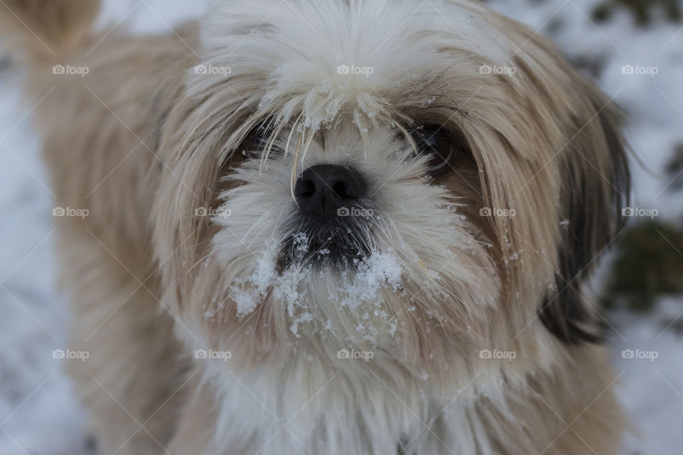 Snow monster