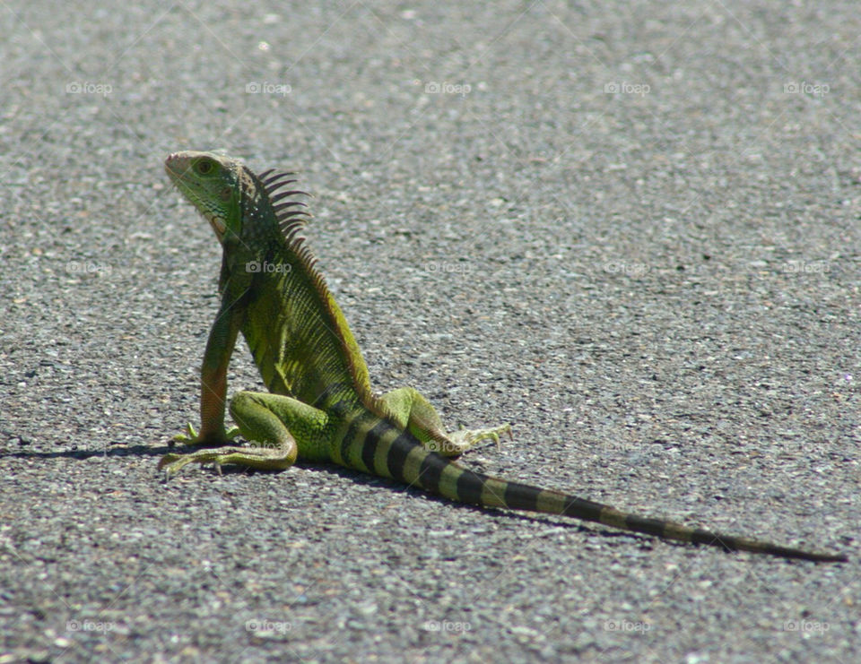 lizard